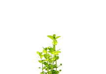 Bacopa caroliniana in terracotta