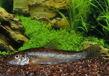 GUDGEON