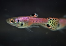 ENDLER'S GUPPY NEON TIGER RED (M/F)