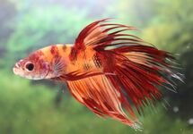 KAMPFFISCH CROWNTAIL NEMO MANN