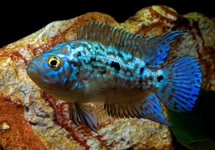 BLUE DEMPSEY CICHLIDE