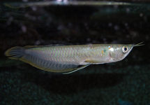 SILBER AROWANA