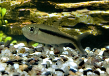 HOCKEYSTICK TETRA