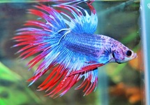 BETTA CROWNTAIL THAI FLAG MALE