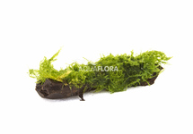 Leptodictyum (stringy moss) auf Holz nano (5-7cm) - DW