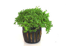 Hemianthus callitrichoides in pot (p5)