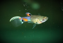 Guppy Endler