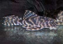 L015 PECKOLTIA VITTATA