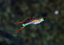 GUPPY ENDLER CUMANA LASER TAIL MANN