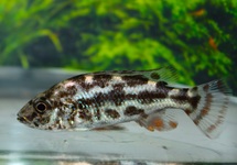 MALAWI CICHLID POLYSTIGMA