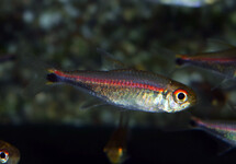 TETRA RUBROSTRIATUS