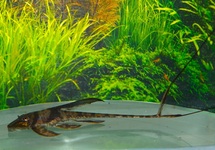 LAMONTICHTHYS LLANERO