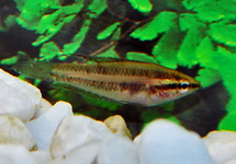 PRACHTGOERAMI LINKEI