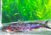BAARDMEERVAL CONGO