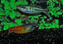 BOESEMAN'S RAINBOWFISH ORANGE