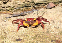 VAMPIRE CRAB IRON FIST