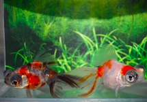 SCHLEIER BUTTERFLY MIX