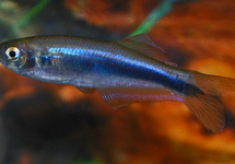 BLAUER SALMLER MICROLEPIS