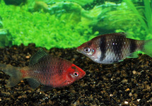 BLACK RUBY BARB