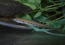 CHARACIN-BROCHET BOULENGERI