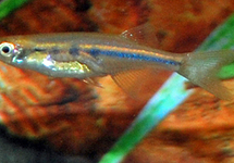 DANIO DADIBURJORI