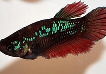 BETTA HALF MOON FEMALE