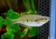 LAKE KUROMAI RAINBOWFISH