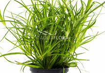 Juncus repens - PE