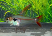 SALMER EPICHARIS