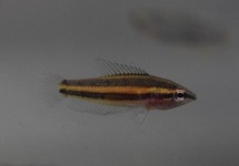 LICORICE GOURAMI SENTANG