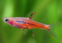 MOSQUITO RASBORA