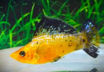 SEGELKÄRPFLING LEOPARD