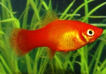 PLATY MARIGOLD