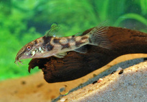 SCLEROMYSTAX BARBATUS S