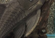 PANAQUE SUTTONORUM M/L