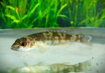 SLAKKENHUIS-CICHLIDE ATTENUATUS