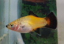 PLATY JAUNE WAGTAIL