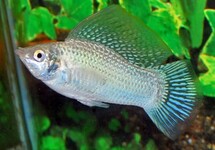 HOOGVINKARPER ZILVER