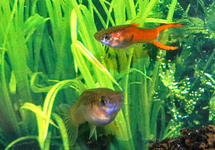 GUPPY ENDLER RED SCARLET (MÂLE)