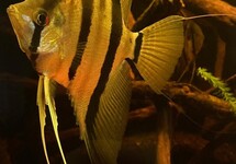 ANGELFISH SURINAM RED SPOTTED M