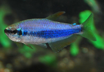 ROYAL TETRA  