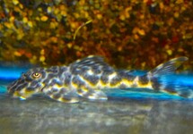 L127 PECKOLTIA LUJANI