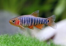 ZEBRA RASBORA