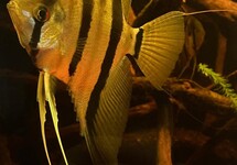 ANGELFISH SURINAM RED SPOTTED