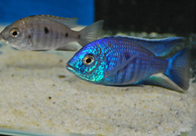 COPADICHROMIS AZUREUS XS