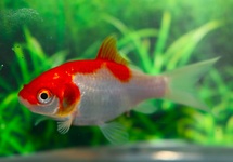 POISSON ROUGE SARASA