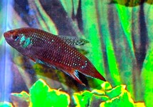 BETTA IMBELLIS