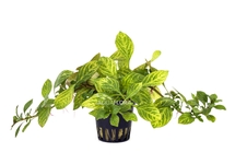 Ludwigia sp. 'Atlantis' - PE