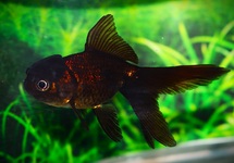 FANTAIL LIONHEAD BLACK