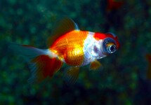 FANTAIL BUTTERFLY RED/WHITE